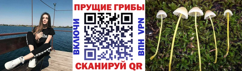 Псилоцибиновые грибы мухоморы  где найти   Темрюк 